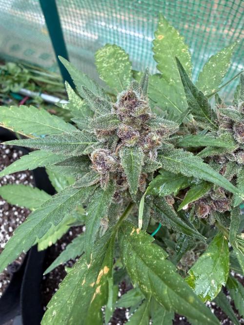 First half of fall harvest. Week 10