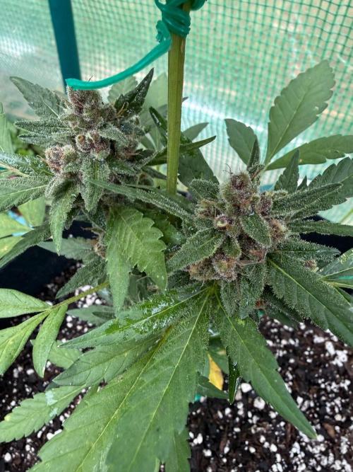 First half of fall harvest. Week 10
