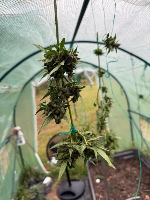 First half of fall harvest. Week 11