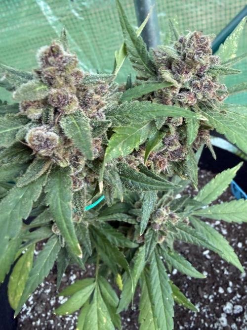 First half of fall harvest. Week 11