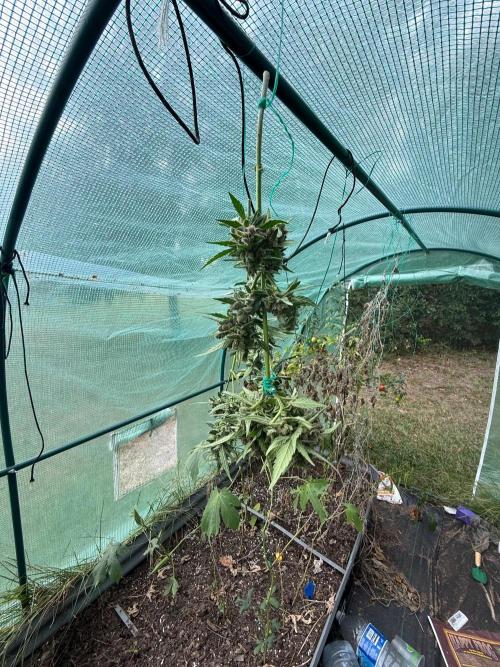 First half of fall harvest. Week 11
