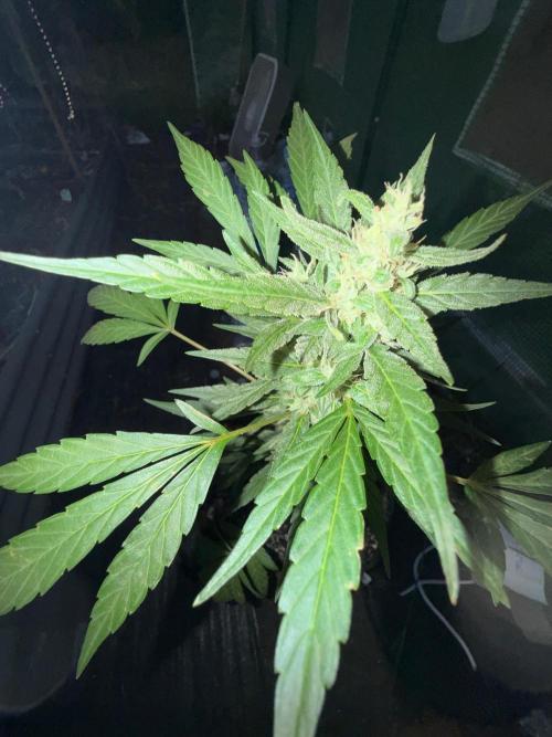 Last grow of 2026. Week 8