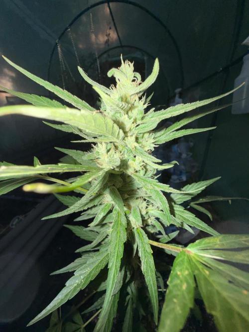 Last grow of 2026. Week 8