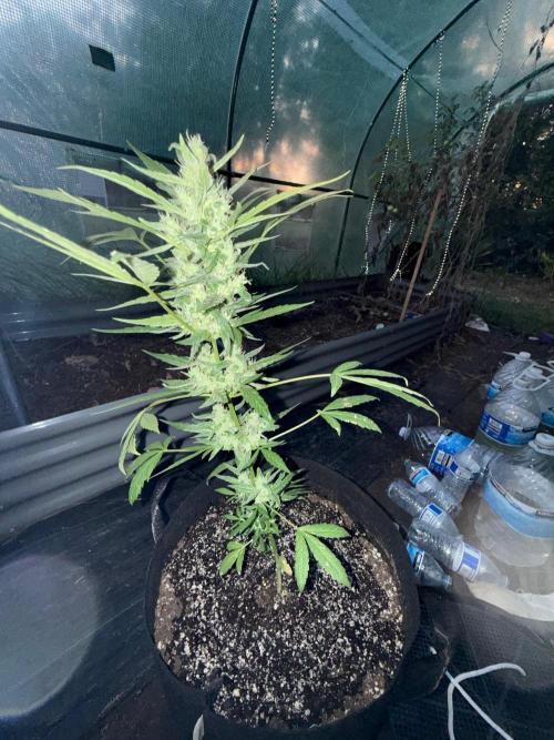 Last grow of 2026. Week 8
