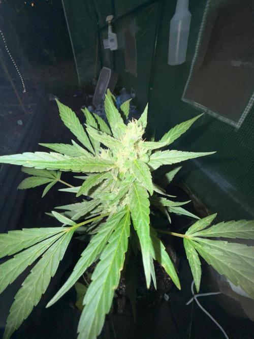 Last grow of 2026. Week 8