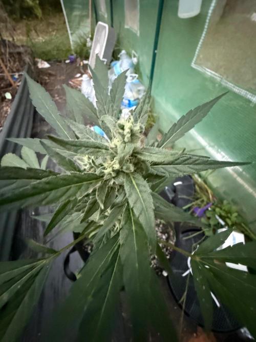 Last grow of 2026. Week 8