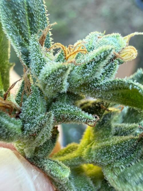 Last grow of 2026. Week 9