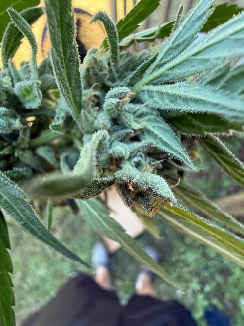Last grow of 2026. Week 9