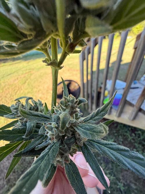 Last grow of 2026. Week 9