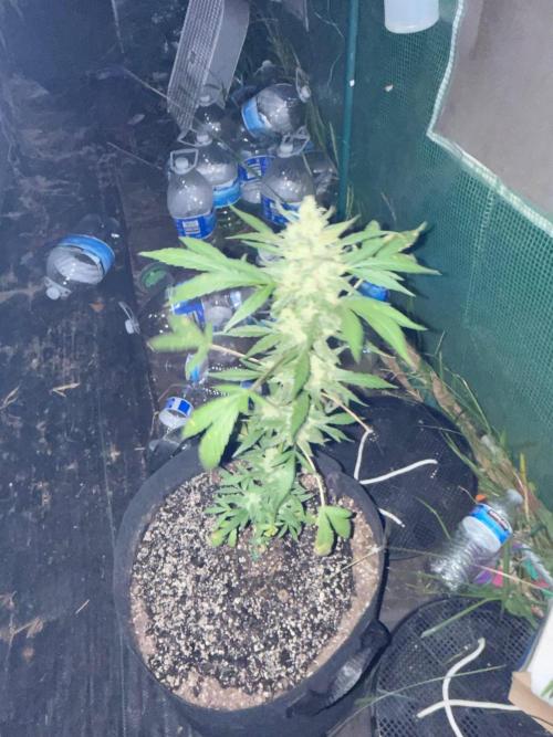 Last grow of 2026. Week 9