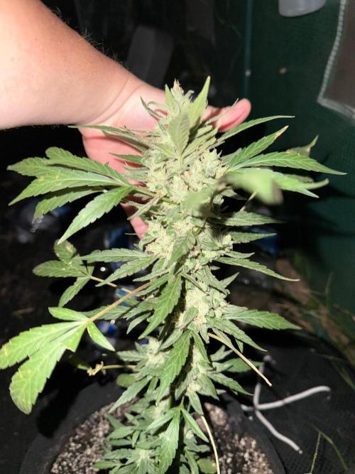 Last grow of 2026. Week 9