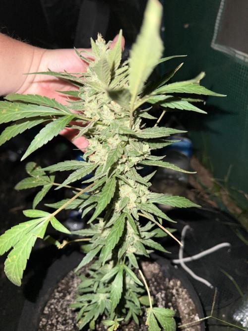 Last grow of 2026. Week 9