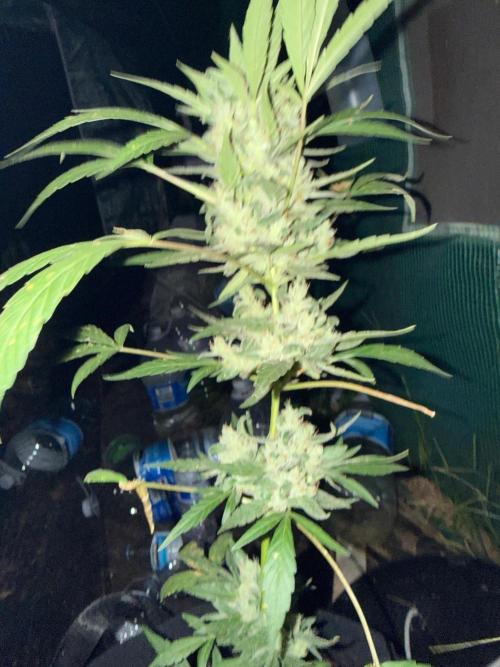 Last grow of 2026. Week 9