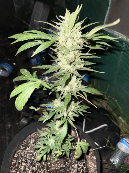 Last grow of 2026. Week 9
