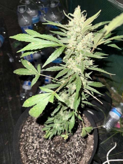 Last grow of 2026. Week 9