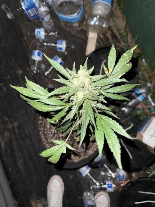 Last grow of 2026. Week 9