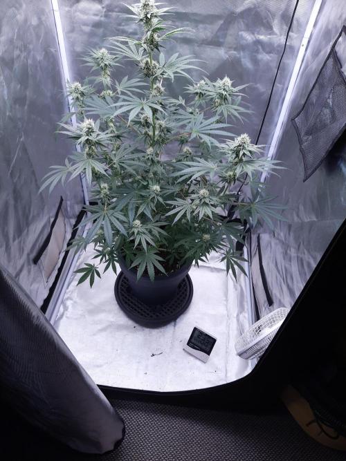 Havlik Growfamily. Week 5