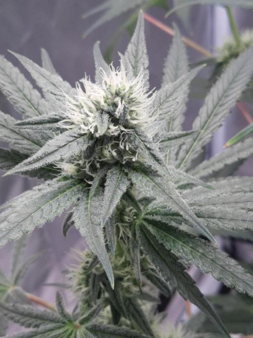 Havlik Growfamily. Week 5