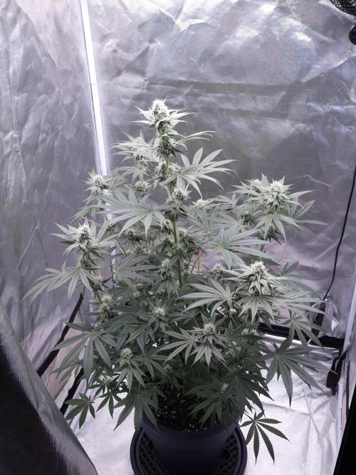 Havlik Growfamily. Week 5