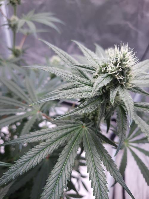 Havlik Growfamily. Week 5