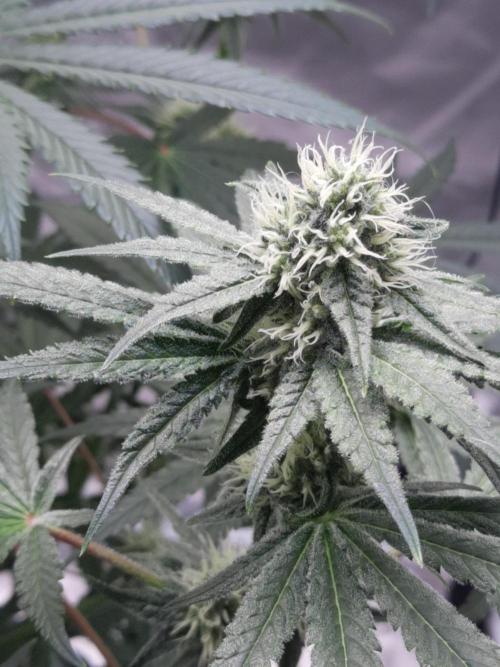 Havlik Growfamily. Week 5