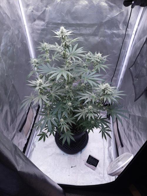 Havlik Growfamily. Week 5