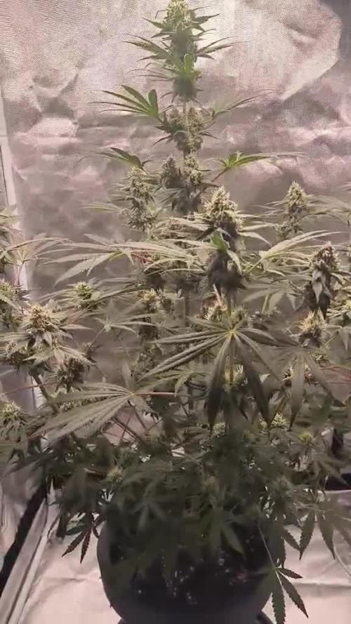 Havlik Growfamily