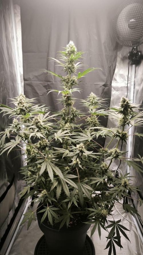 Havlik Growfamily. Week 6