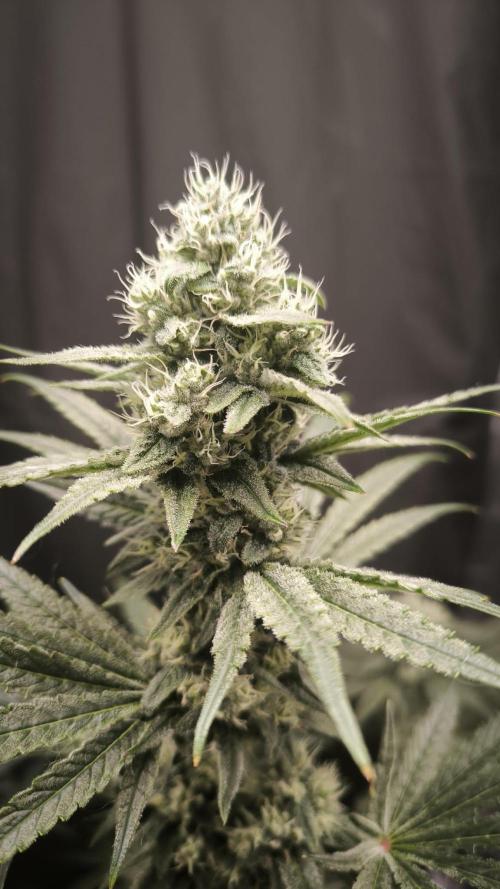 Havlik Growfamily. Week 6