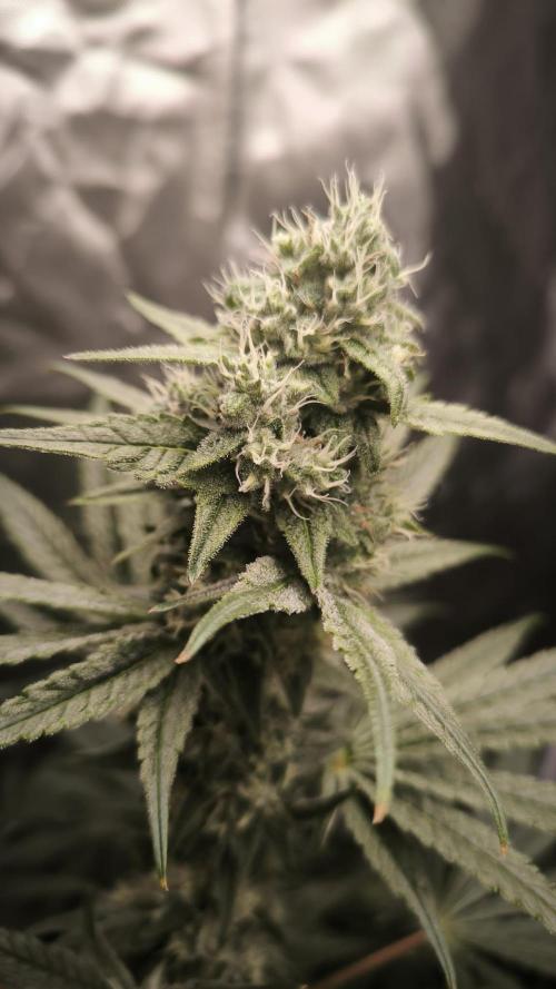 Havlik Growfamily. Week 6