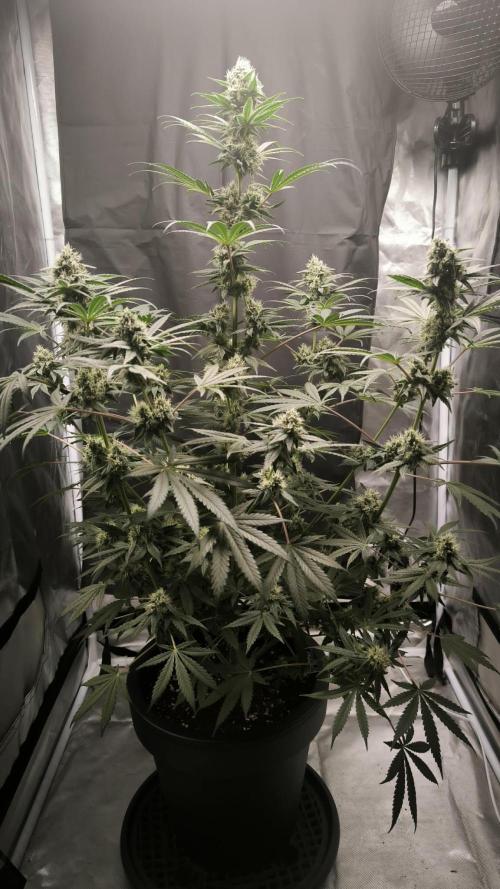 Havlik Growfamily. Week 6