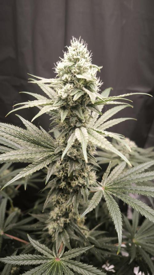 Havlik Growfamily. Week 6