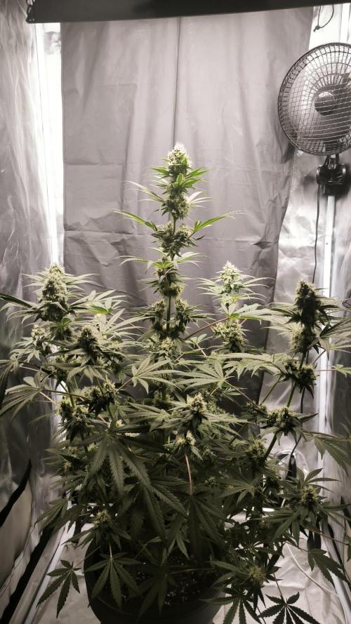 Kingston Punch. Week 6