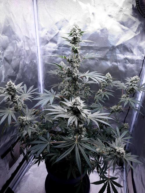 Havlik Growfamily. Week 7