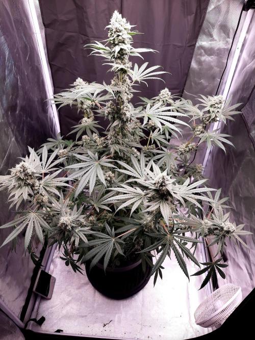 Havlik Growfamily. Week 7