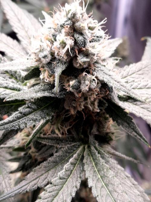 Havlik Growfamily. Week 7