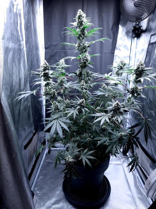 Havlik Growfamily. Week 7