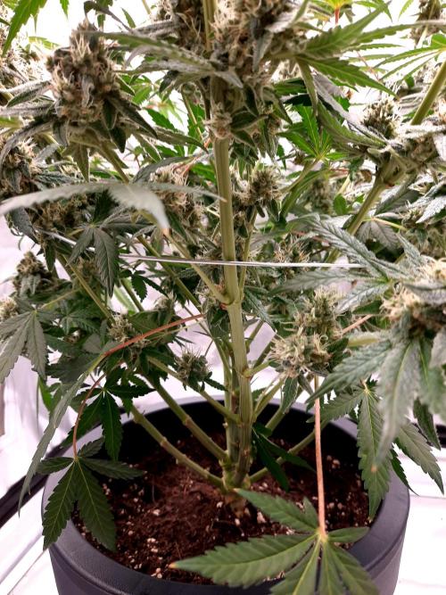 Havlik Growfamily. Week 7