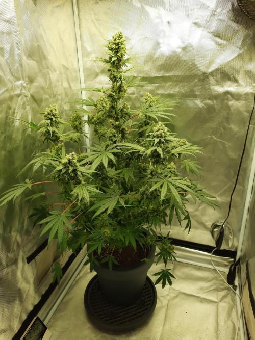 Havlik Growfamily. Week 7