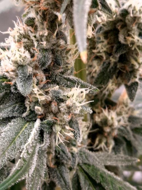 Havlik Growfamily. Week 7