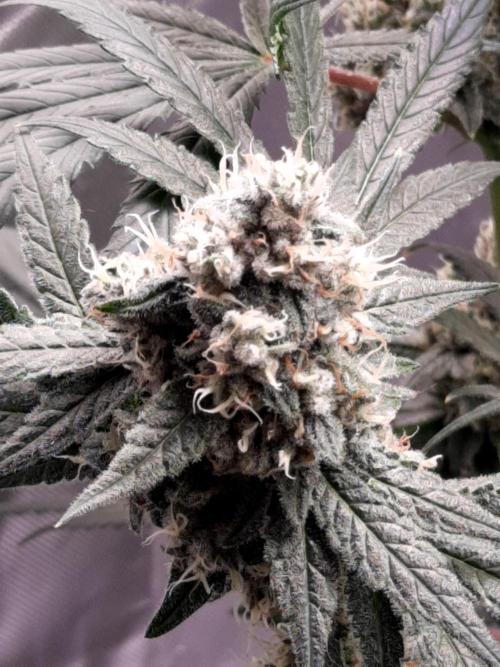 Havlik Growfamily. Week 7
