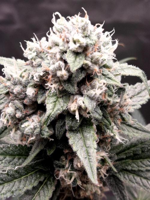 Havlik Growfamily. Week 7