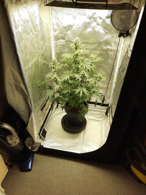 Havlik Growfamily. Week 7