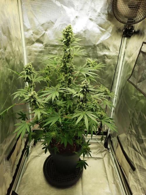 Havlik Growfamily. Week 7
