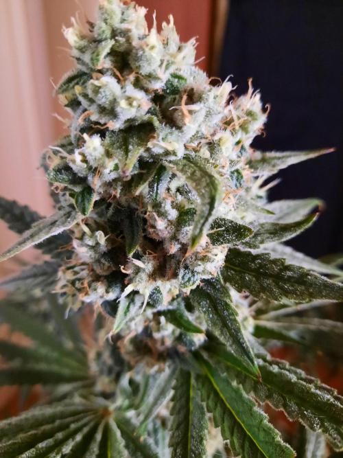 Havlik Growfamily. Week 7