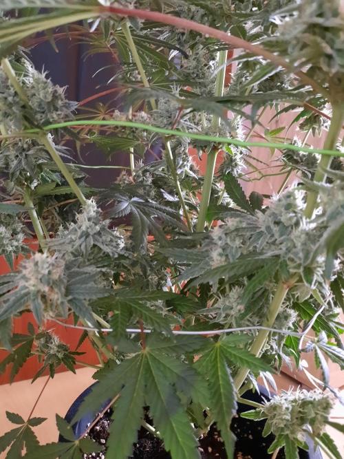 Havlik Growfamily. Week 7