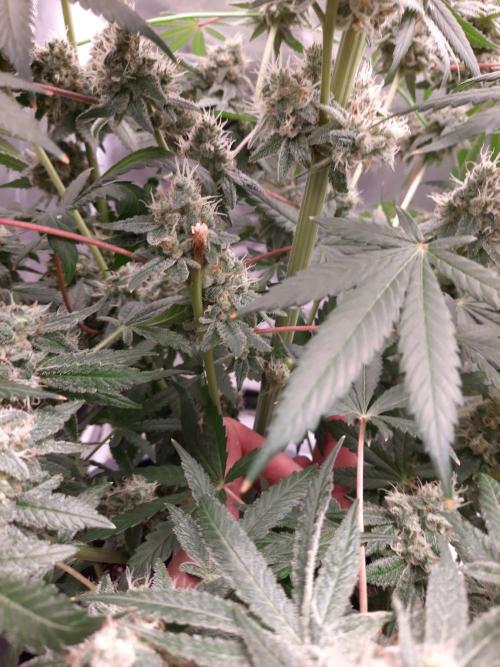 Havlik Growfamily. Week 7