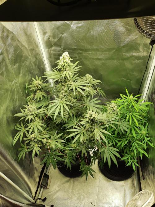 Havlik Growfamily. Week 7