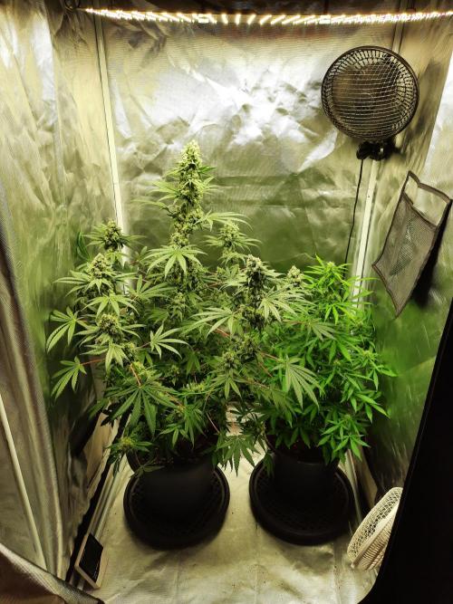Kingston Punch. Week 7