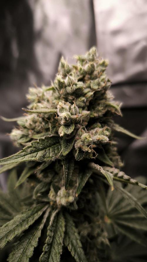Havlik Growfamily. Week 8